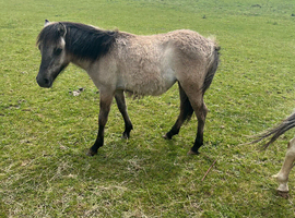 Dun filly