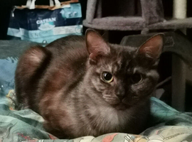 Kitten to buy