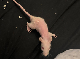 Double Rex male rats 4 albinos