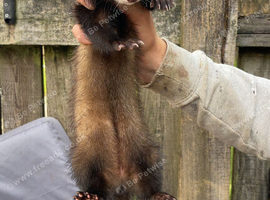 Jill ferret