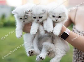 Beautiful kittens ready for their forever home