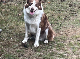 Border collie STUD