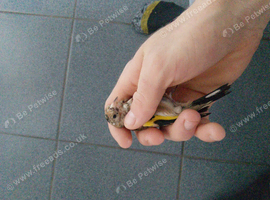 Young goldfinch