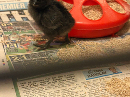 Ayam cermani chicks due on the 7th June