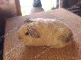 Available to reserve sows ( girls)