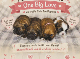 imperial shih tzu puppies 2 girls left