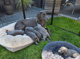 Blue Weimaraner Puppies