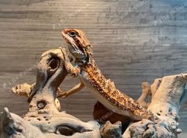 Bearded Dragon with enclosure