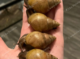 4 Rodatzi Giant African land snails (COLLECTION ONLY)
