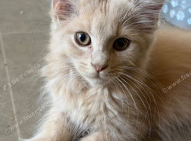 Beautiful Maine Coon Kittens ready to leave