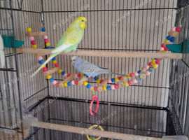 2 BUDGIES