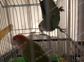 Tamed lovebird's