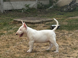 Ready to go go (male) bull terrier