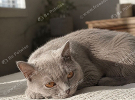 Beautiful 1-Year-Old Lilac British Shorthair Female