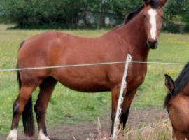 3 year old registered irish draught mare.