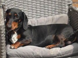 Miniature dachshund boy