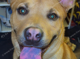 Belgian shep x sharpei