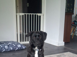 Cockapoo cross belgian malinois