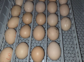 Light Sussex Large Fowl Hatching Eggs