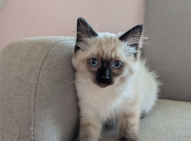 Ragdoll kittens