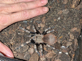 Nhandu chromatus juvenile