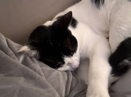 1 year old cat