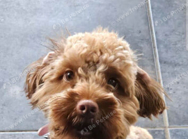 Nearly 2 yearold cockapoo