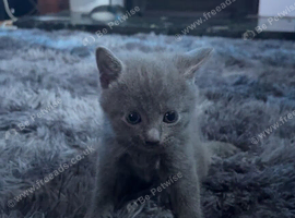 Beautiful Kittens For Sell
