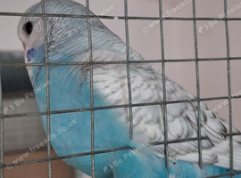Budgie
