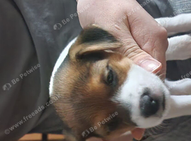 Puppy
