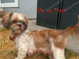 Shih Tzu Puppy's  ️