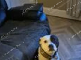 Male staffy