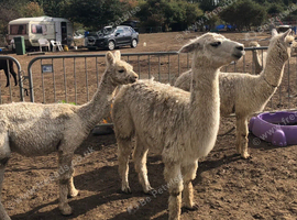 3 rear suri female alpacas