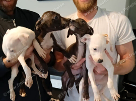Greyhound cross staffy