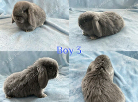 Baby Mini Lops ready to leave