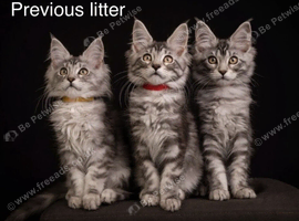 TICA & Council licensed Maine Coon kittens