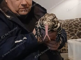Tegu