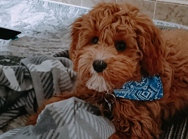 Teddy bear cavapoo