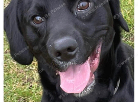 Gorgeous black bocker male