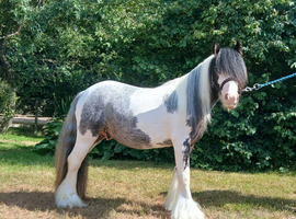 Miniature Cob