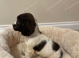Cocker spaniel puppies
