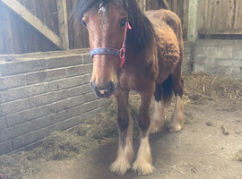 Alfie &pound;1000 ono