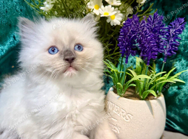 Pure-breed Ragdoll kittens