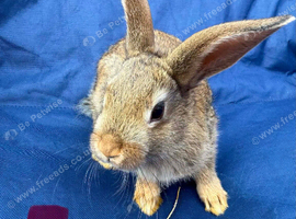 BABY BUNNY RABBITS - DOE and BUCKS