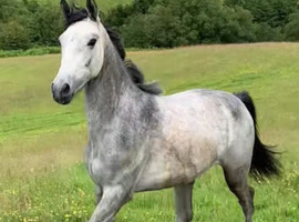 Grey yearling filly