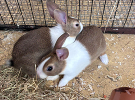 Baby Dutch Rabbits &pound;30