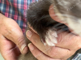 Polecat Kit Hobs 8 weeks old