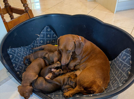 Miniature Dachshund pups