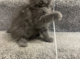 Maine Coon x Ragdoll Female Grey Kitten