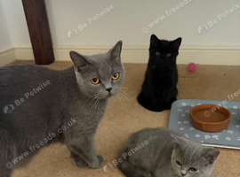 Kittens 10 weeks old